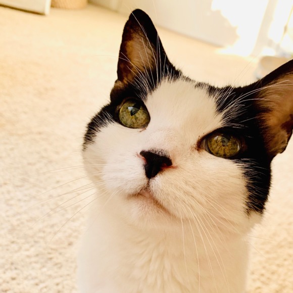 gratefulcat